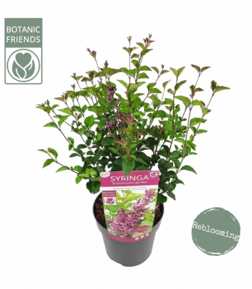 Syringa