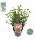 Syringa
