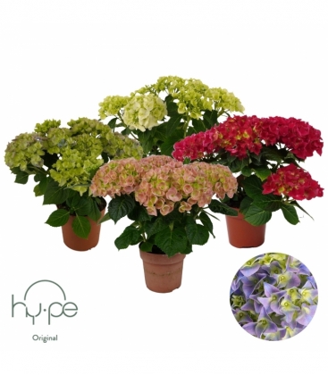Hydrangea