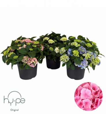 Hydrangea