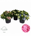 Hydrangea