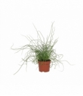 Juncus