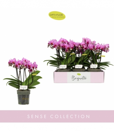 Phalaenopsis