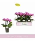 Phalaenopsis