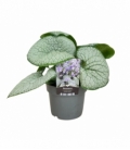 Brunnera