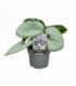 Brunnera
