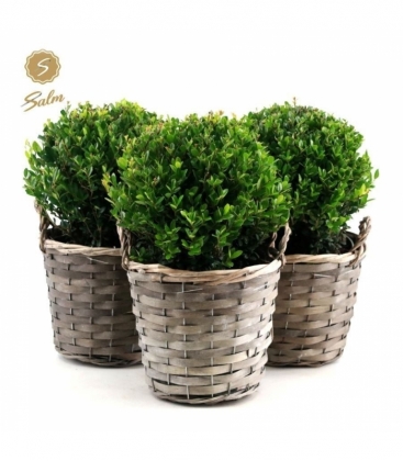 Ilex
