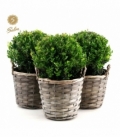 Ilex