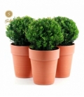 Ilex