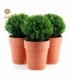 Ilex