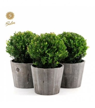 Ilex