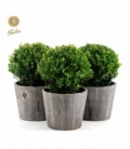 Ilex