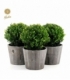 Ilex