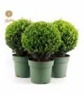 Ilex