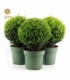 Ilex