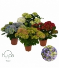 Hydrangea