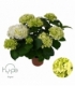 Hydrangea