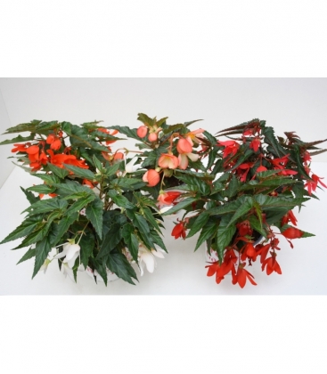 Begonia