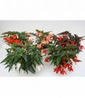 Begonia
