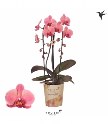 Phalaenopsis
