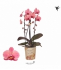 Phalaenopsis