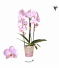 Phalaenopsis