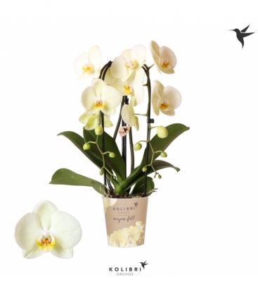 Phalaenopsis