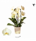 Phalaenopsis