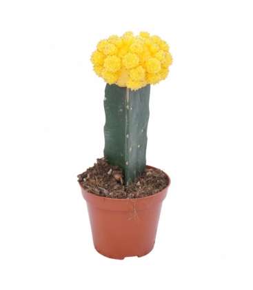 Gymnocalycium