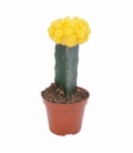 Gymnocalycium