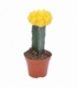 Gymnocalycium