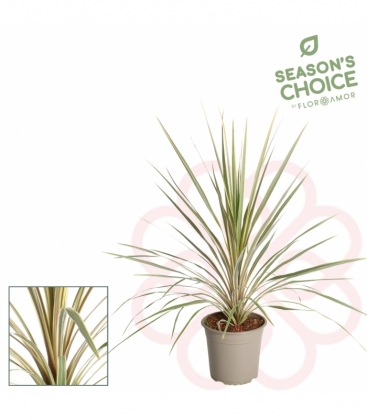 Cordyline