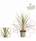 Cordyline