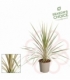 Cordyline