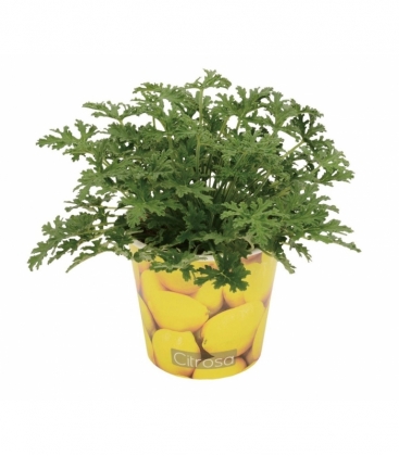 Pelargonium