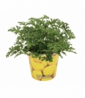 Pelargonium