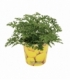 Pelargonium
