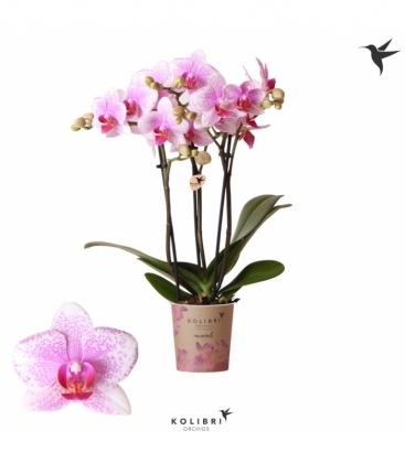 Phalaenopsis