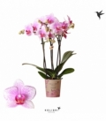 Phalaenopsis