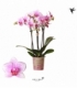 Phalaenopsis