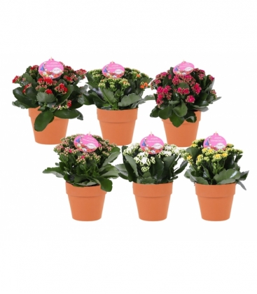 Kalanchoe