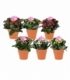 Kalanchoe