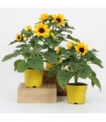 Helianthus
