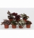 Begonia