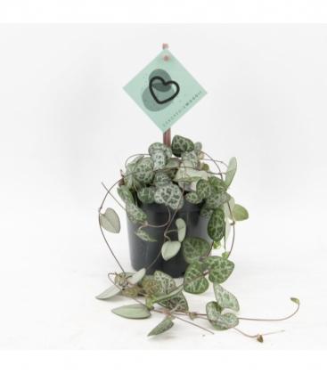 Ceropegia