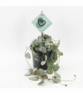 Ceropegia