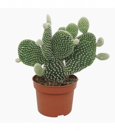 Opuntia