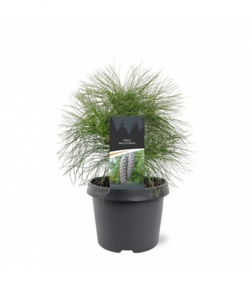 Pinus