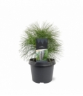 Pinus