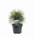 Pinus